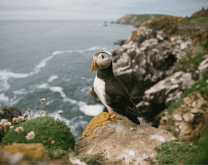 Скрытые сокровища Шотландии и Ирландии